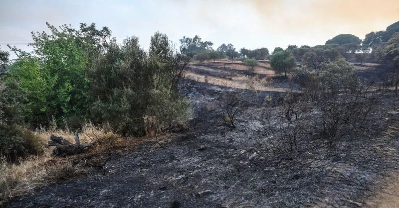Agricultores de Huelva piden declarar zona catastrófica tras incendio en Andévalo