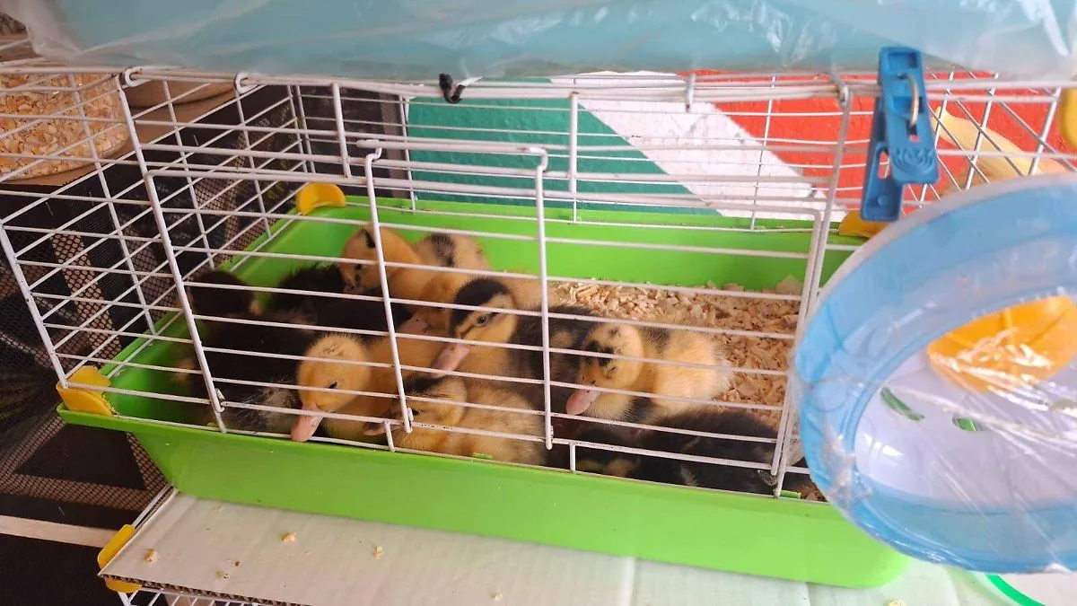 Advierten posible abandono masivo de patos en CDMX tras fenómeno viral del “Pato Merlín