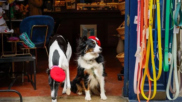 Cafés para perros llegan a París ofreciendo pastelería exclusiva y espacios para convivir