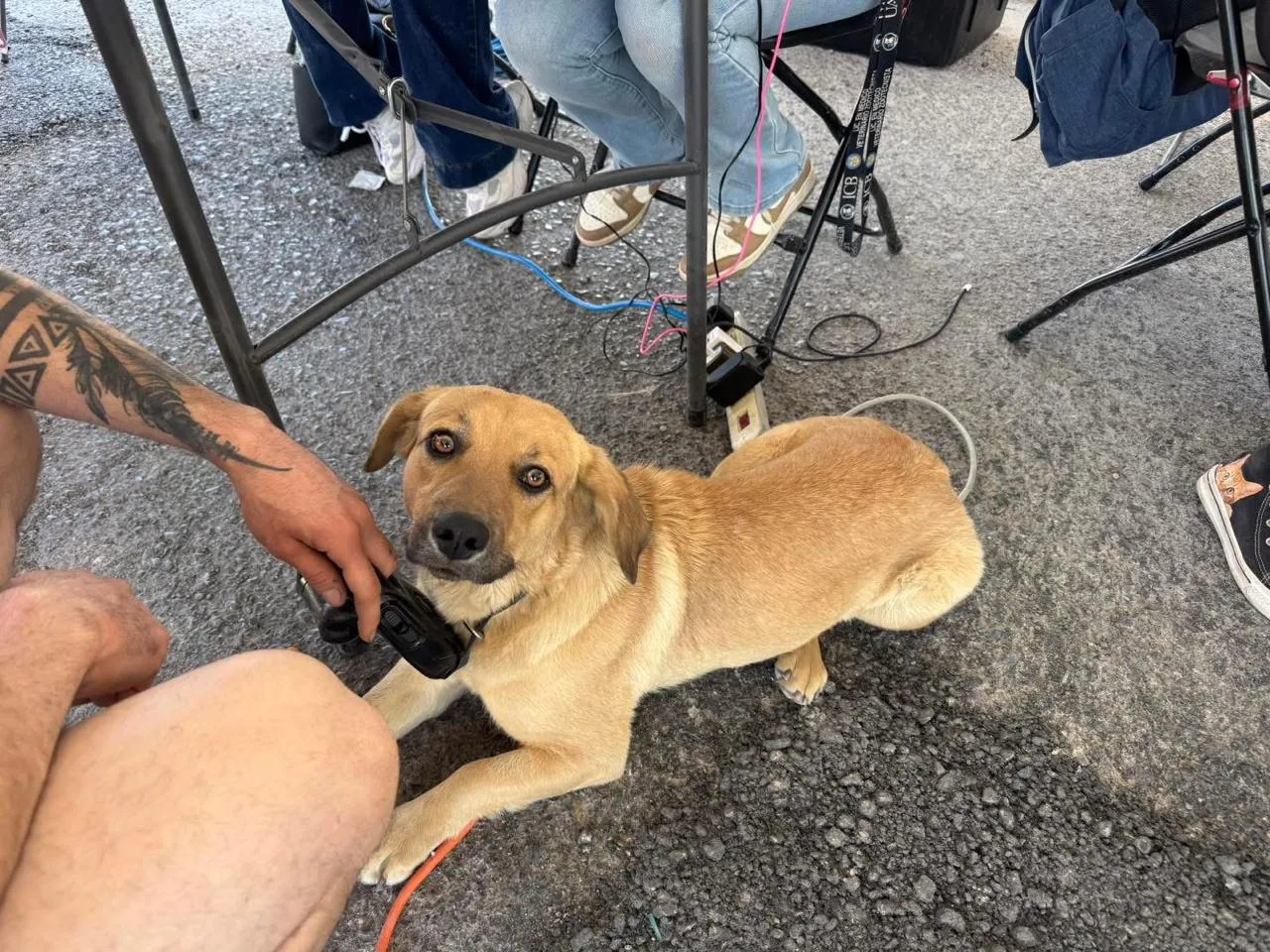 Campaña gratuita de esterilización para mascotas en unidades Infonavit sin registro previo