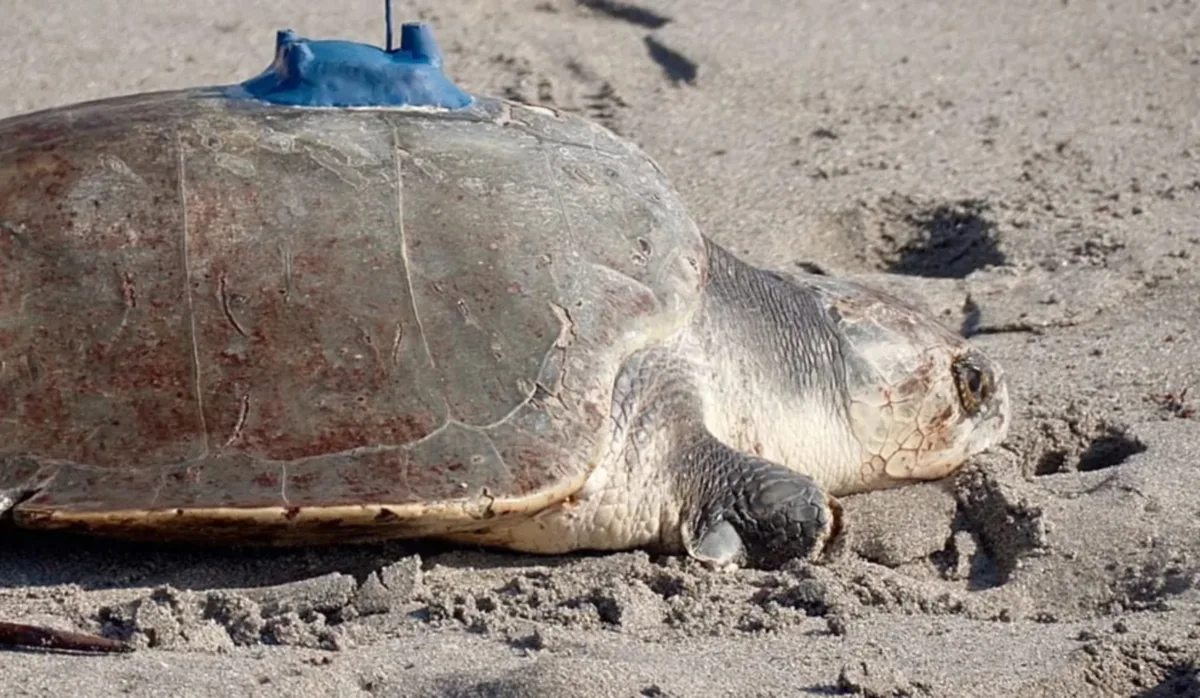 China denuncia espionaje marino con animales y dispositivos tecnológicos en sus aguas