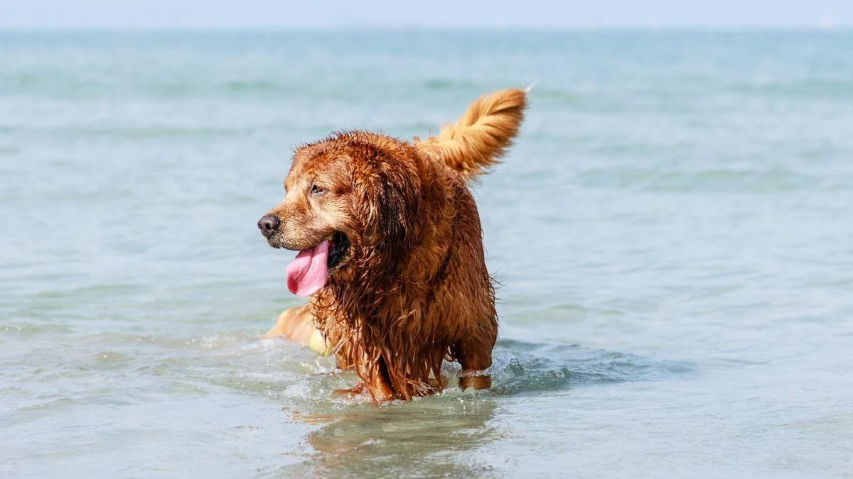 Cómo cuidar a los perros en la playa para evitar la deshidratación y otros riesgos
