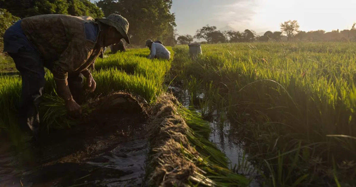 Cuautla impulsa la producción de arroz para igualar o superar las hectáreas cultivadas en 2025
