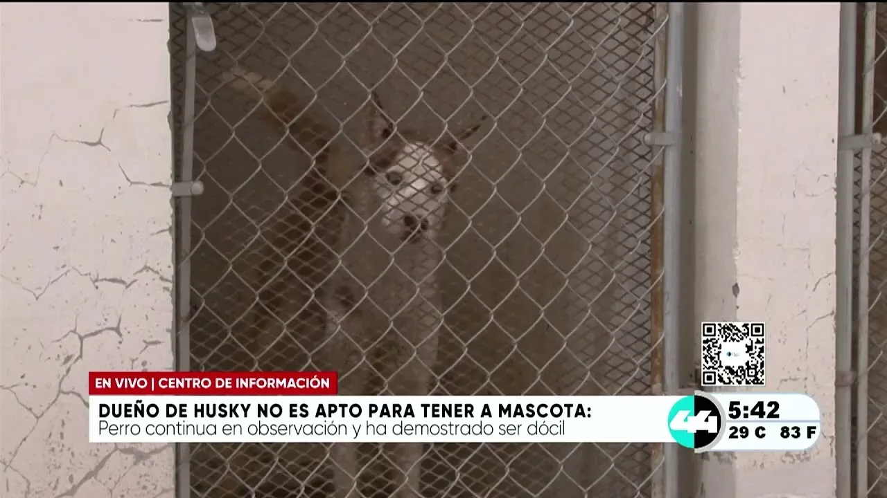Deniegan la devolución de un Husky tras mordedura por falta de cuidado del dueño