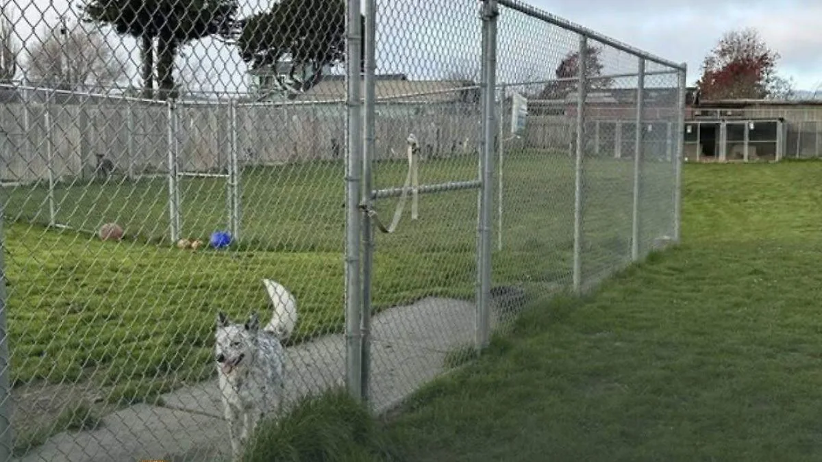 Descubren 117 perros enterrados en California, varios con heridas de bala