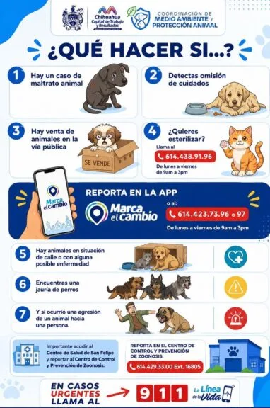 Dónde reportar perros en situación de calle y maltrato en Chihuahua