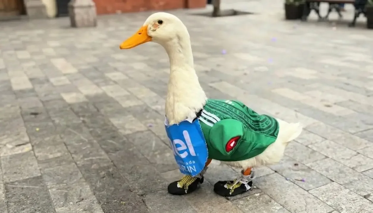 El pato Merlin, nuevo embajador del Fan Fest de la FIFA en Ciudad de México