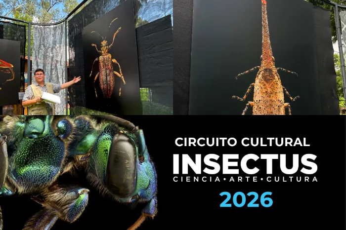 INSECTUS en Morelia: descubre 37 macrofotografías que revelan el mundo invisible de los insectos