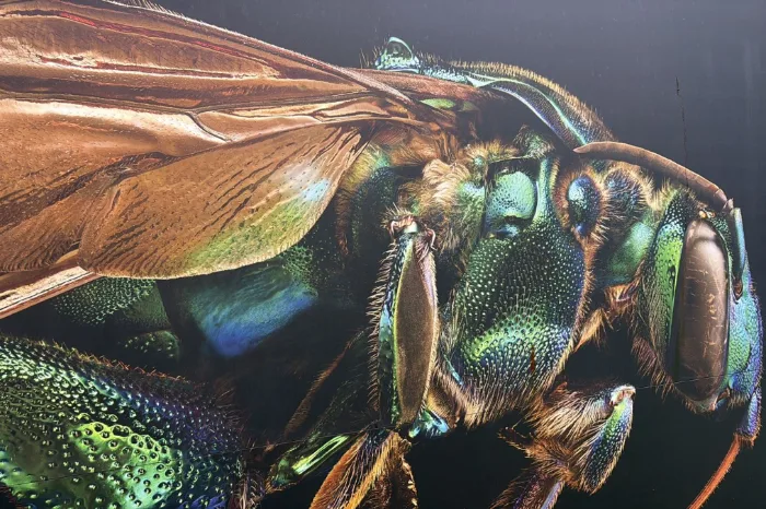 Insectus en Morelia: un encuentro entre arte y ciencia a gran escala