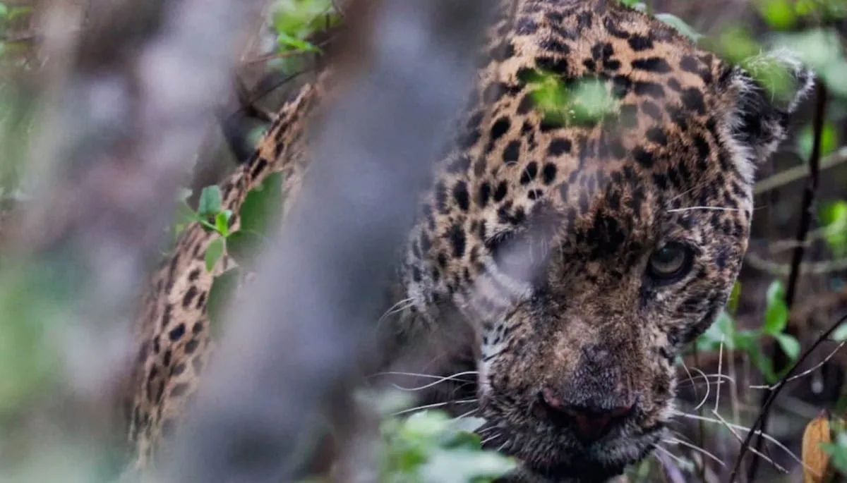Jaguar rescatado en Tamaulipas recibe atención médica y vuelve a ser liberado en su hábitat