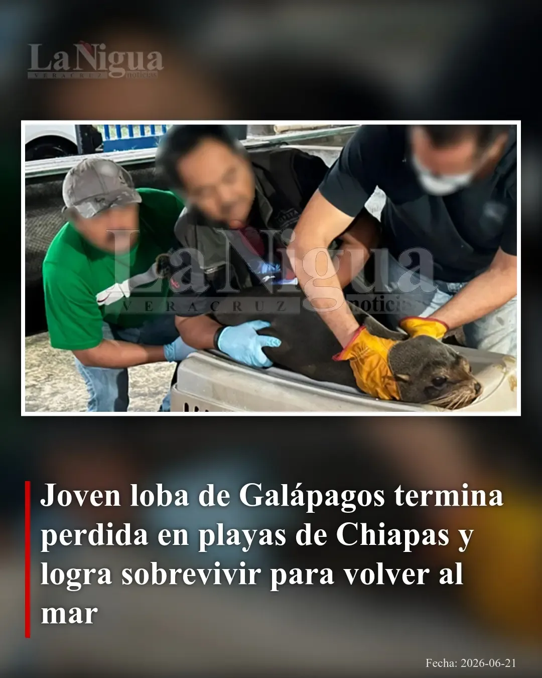 Joven lobo marino de Galápagos es rescatado en Chiapas y vuelto a liberar en el Pacífico