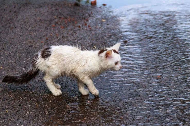 La humedad y las lluvias elevan el riesgo de infecciones cutáneas en perros y gatos