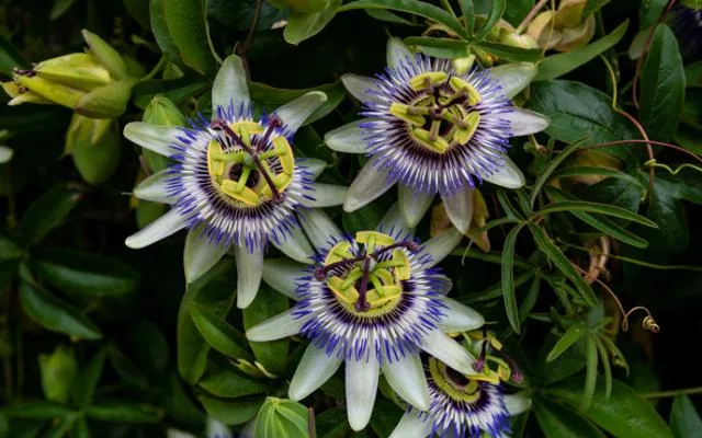 La pasiflora y sus efectos terapéuticos para la salud mental y física