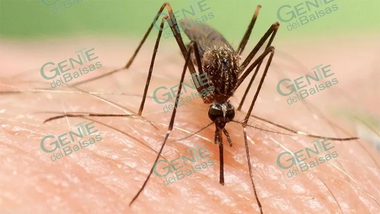 Lázaro Cárdenas mantiene elevada vigilancia por dengue ante riesgo en temporada de lluvias