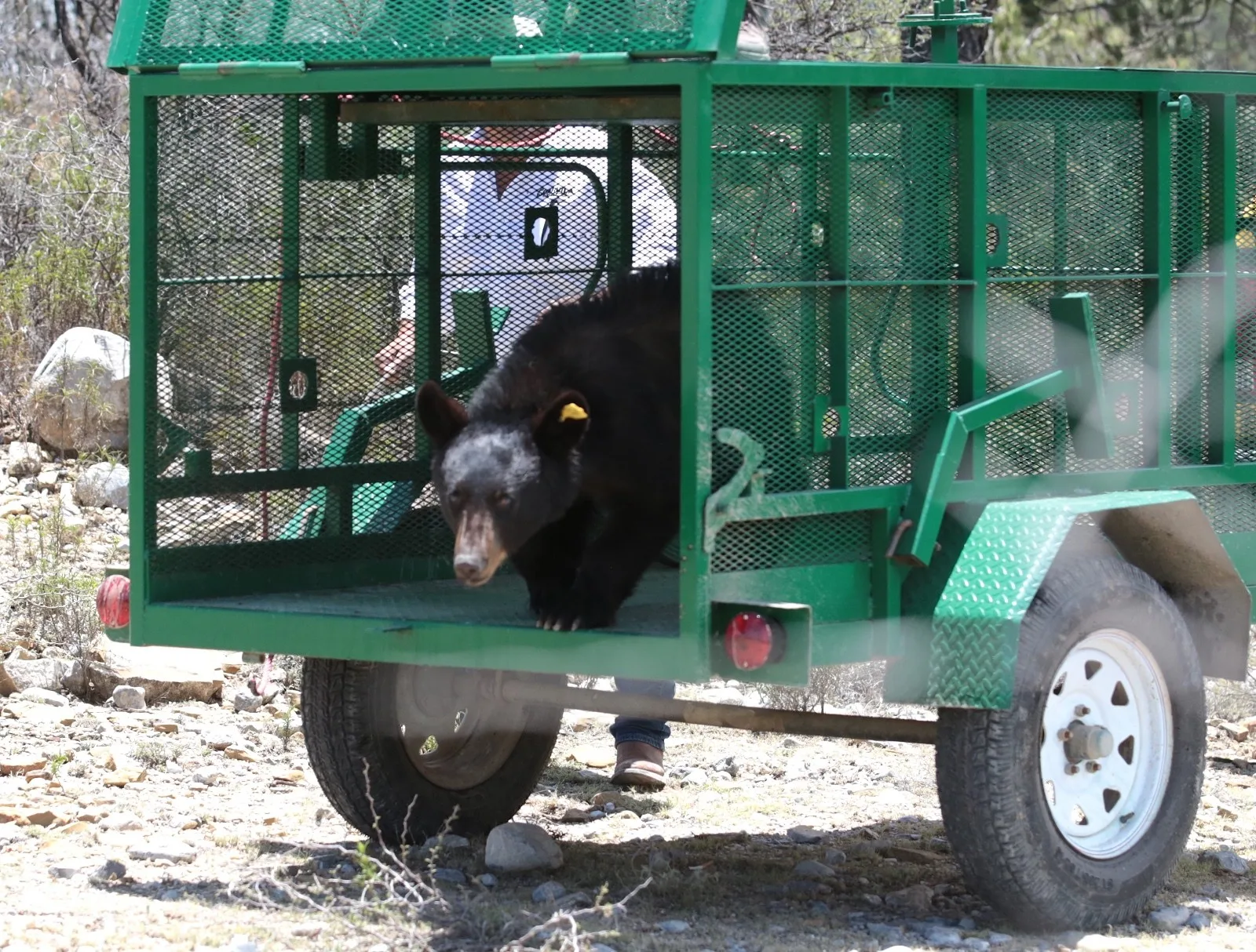 Liberan en Coahuila un oso negro tras recibir tratamiento y rehabilitación especializada