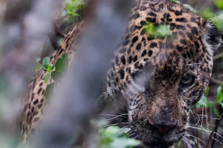 Liberan jaguar rescatado en Tamaulipas tras recibir atención veterinaria especializada