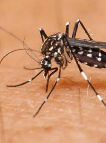 Lluvias intensas en Yucatán impulsan la proliferación de nuevas especies de mosquitos