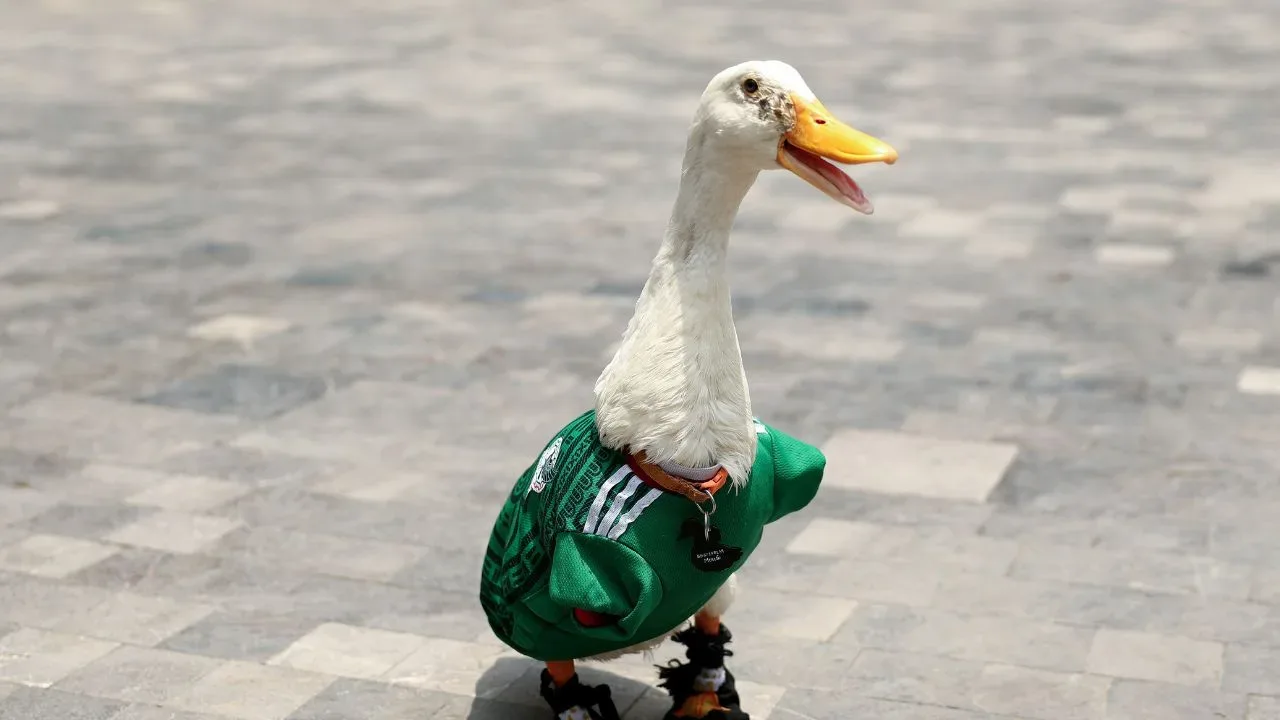 Merlín, el pato que se convirtió en la mascota no oficial de México para el Mundial 2026