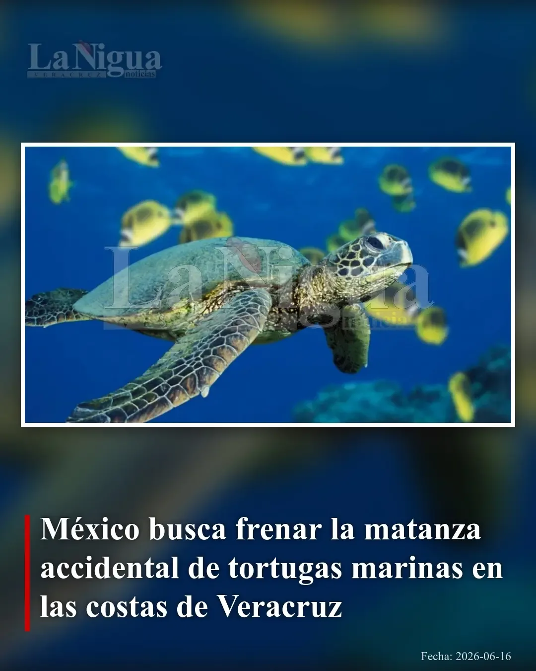 México implementa medidas para proteger tortugas marinas en costas de Veracruz