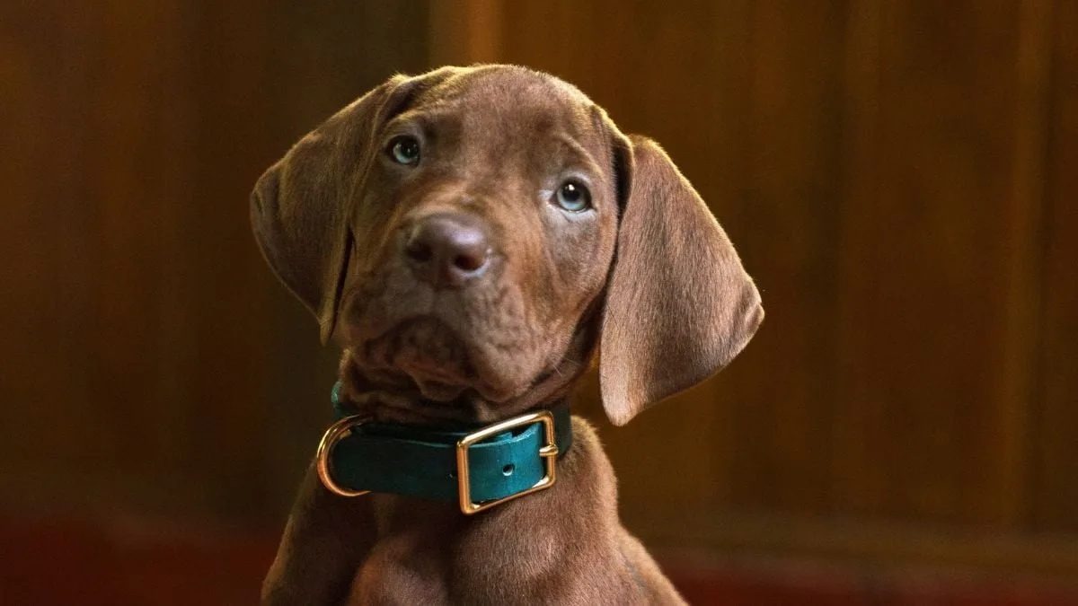 Netflix presenta la primera imagen de Scooby-Doo en su serie live-action para 2027