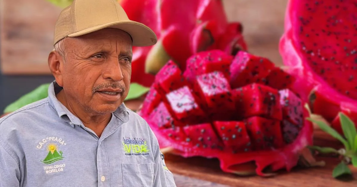 Productores de pitaya en Tepalcingo piden apoyo para ampliar mercados y comercializar su cosecha