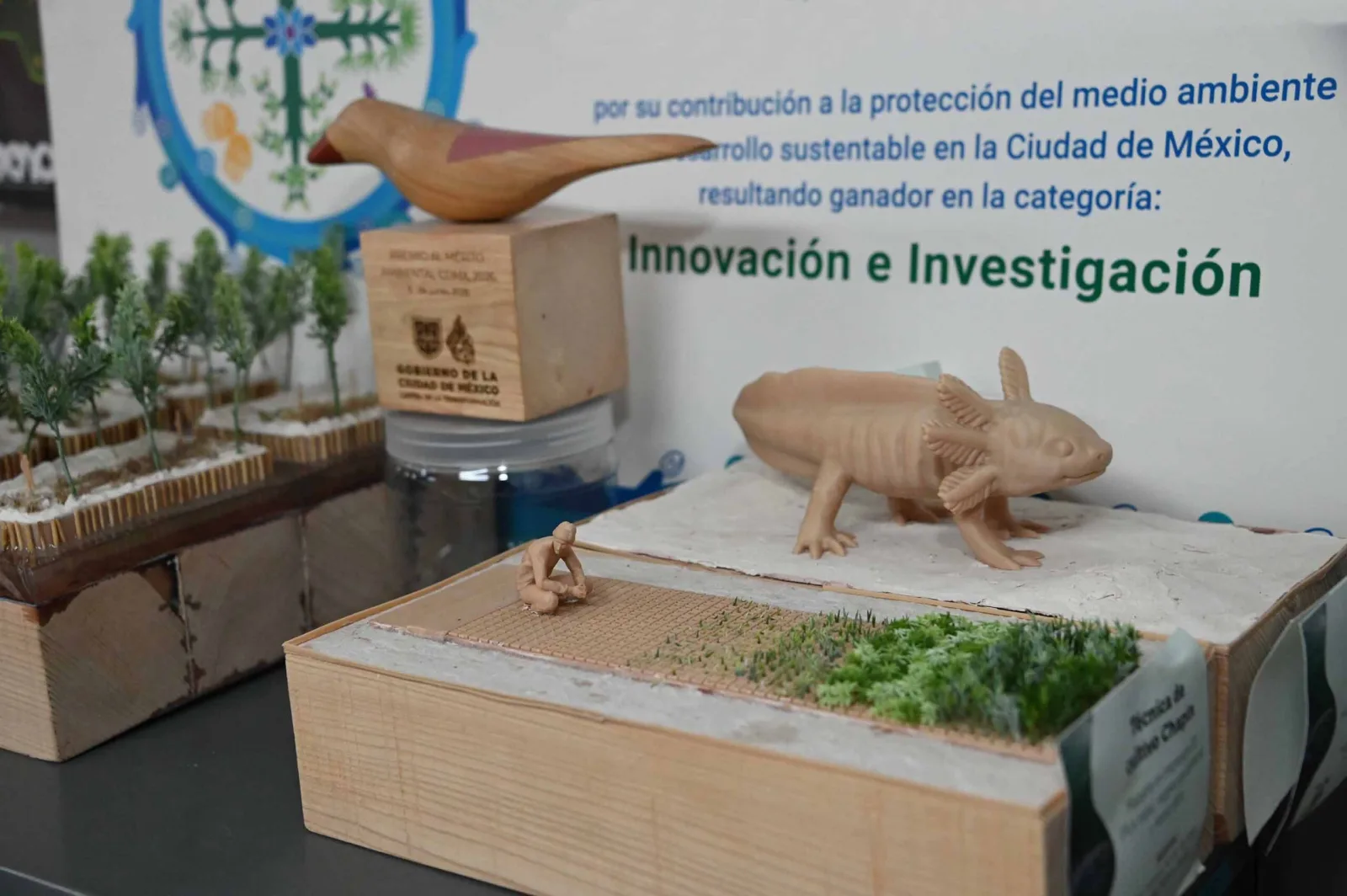 Proyecto de la UNAM recibe premio por preservar Xochimilco y al ajolote mexicano