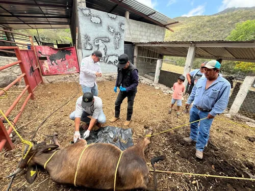 Refuerzan medidas para combatir el gusano barrenador en el ganado de San Luis Potosí