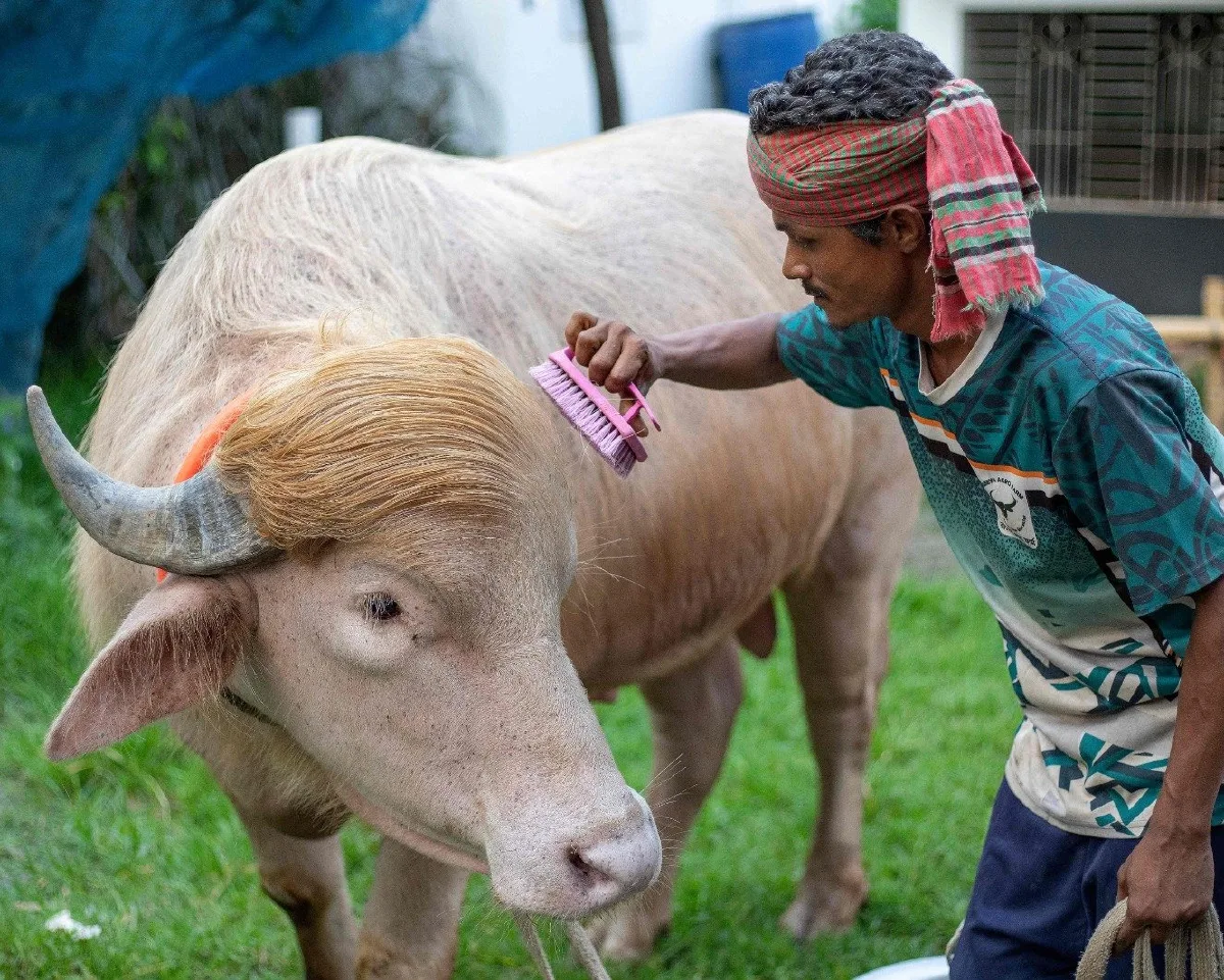 Un búfalo albino en Bangladesh causa revuelo por su parecido con Donald Trump