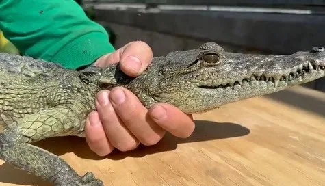 Alertan sobre riesgos de tener animales silvestres como mascotas y llaman a reportar su captura