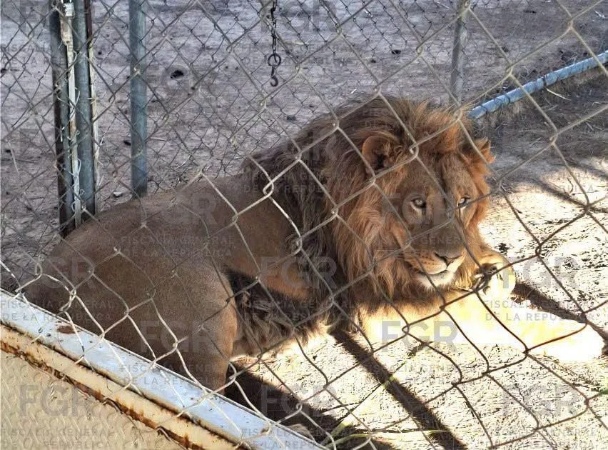Aseguran grandes felinos y más de 90 vehículos en operativo contra robo en San Luis Potosí
