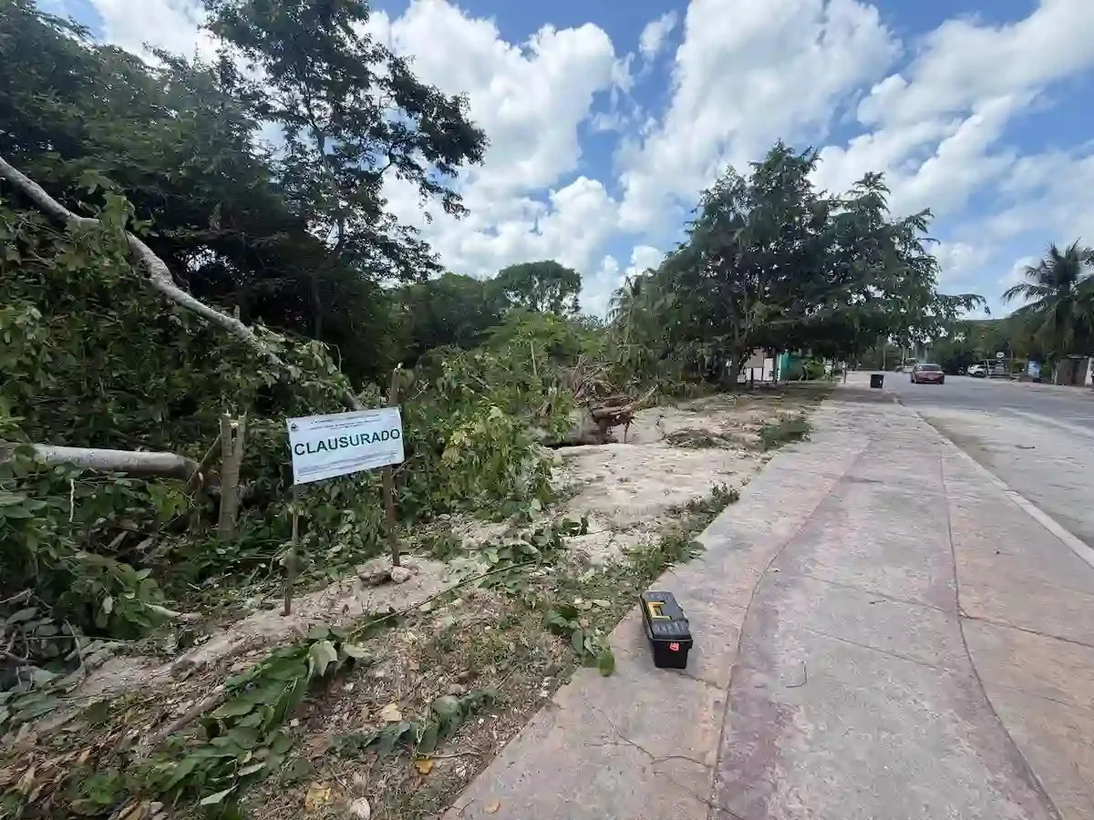 Clausuran predio en Bacalar por tala ilegal y refuerzan medidas de protección ambiental