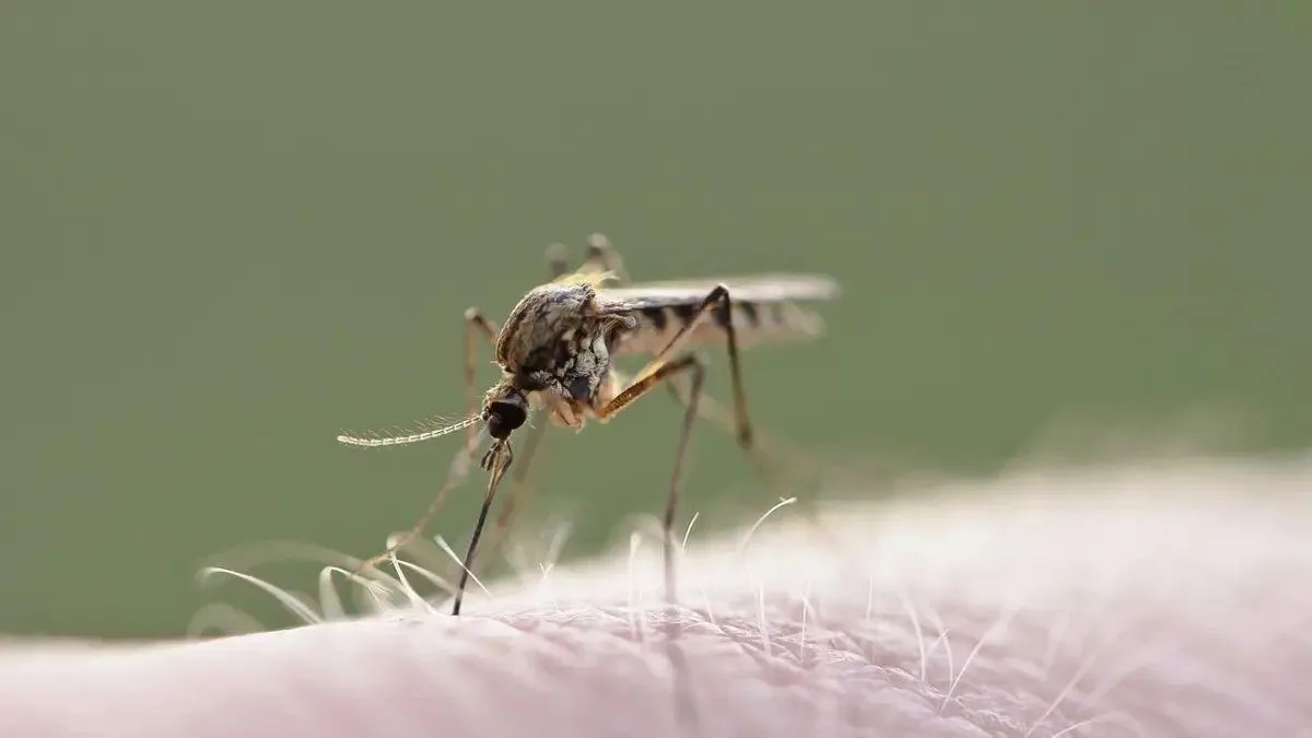Cómo actuar ante las picaduras de insectos en verano y cuándo buscar atención médica urgente
