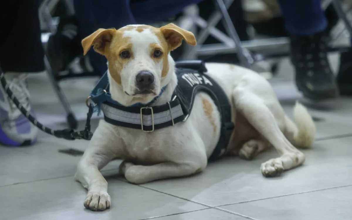 Crecen denuncias por maltrato animal en Mérida durante vacaciones y lanzan megaoperativo
