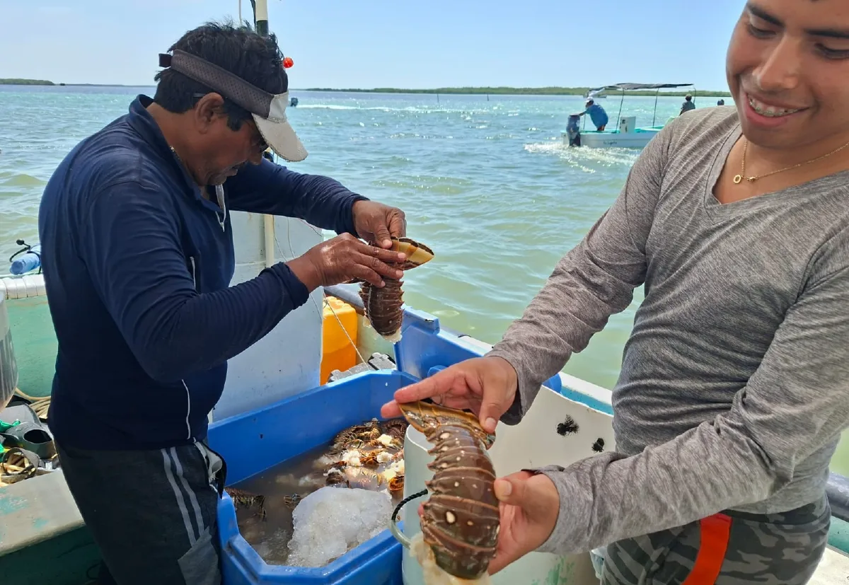Disminuye la captura de langosta en zonas costeras de Río Lagartos y Las Coloradas