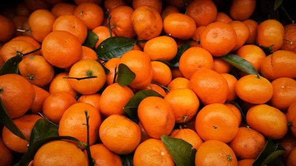 Ecuador inicia exportación marítima de mandarinas con tratamiento frío hacia EE. UU.