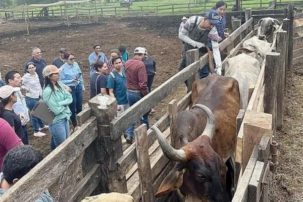 El gusano barrenador regresa y avanza desde Chiapas hacia Estados Unidos tras casi dos años