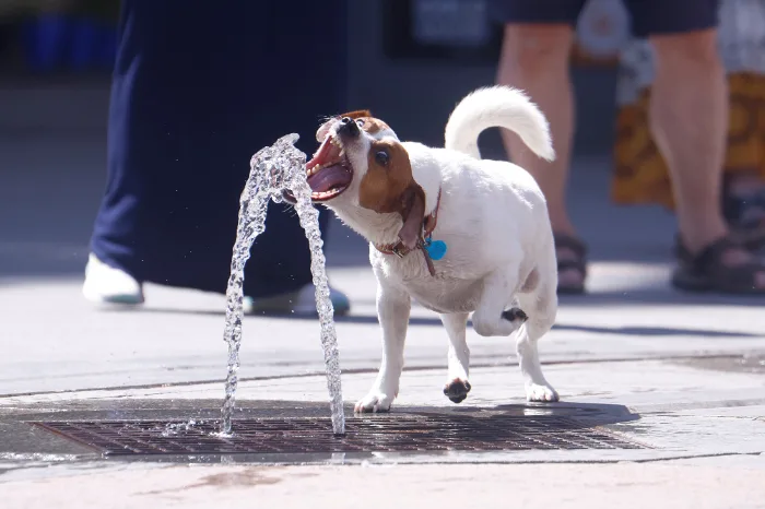 Humanizar en exceso a los perros puede dañar su bienestar, advierten expertos