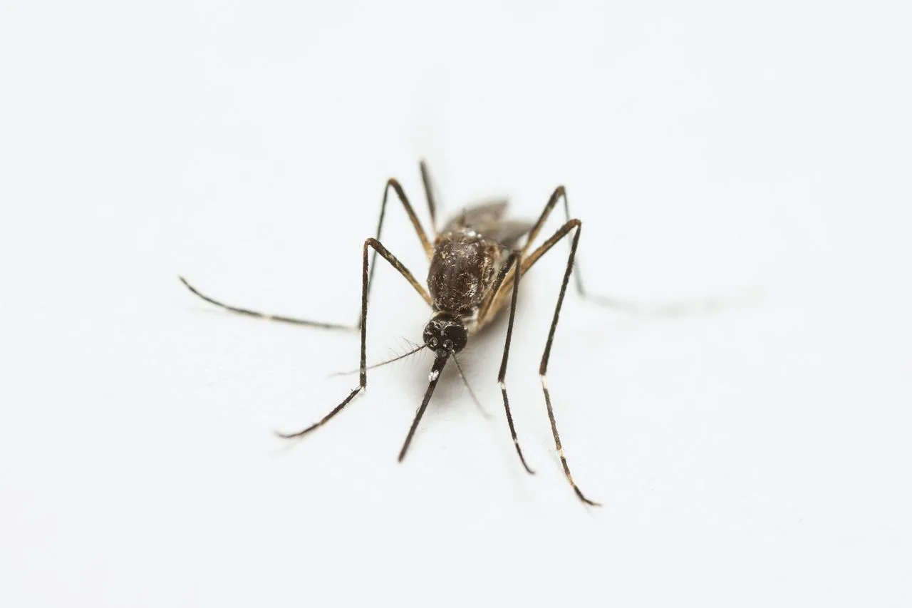 México impulsa la vacunación contra el dengue para reducir hospitalizaciones y controlar brotes
