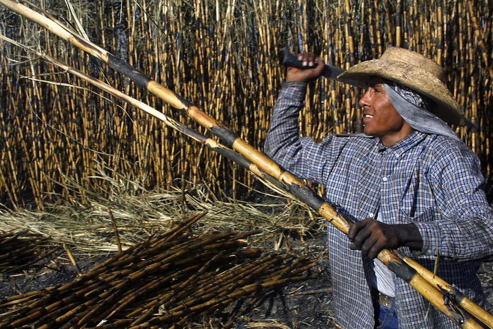 México incrementará notablemente exportaciones de azúcar a EE. UU. por fuerte demanda