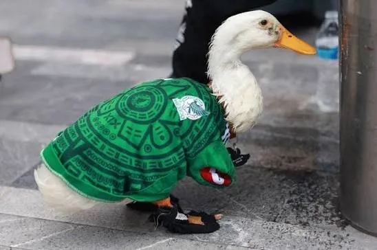 Proponen en CDMX una ley para que animales virales reciban beneficios económicos directos