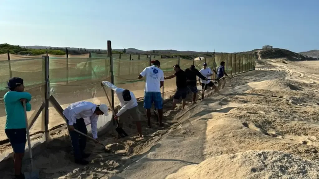 Punta Nayu impulsa la conservación de tortugas marinas junto a pescadores ribereños