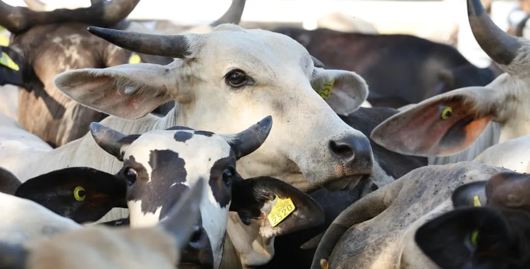 Tabasco inicia operativo para controlar la tuberculosis bovina en Paraíso