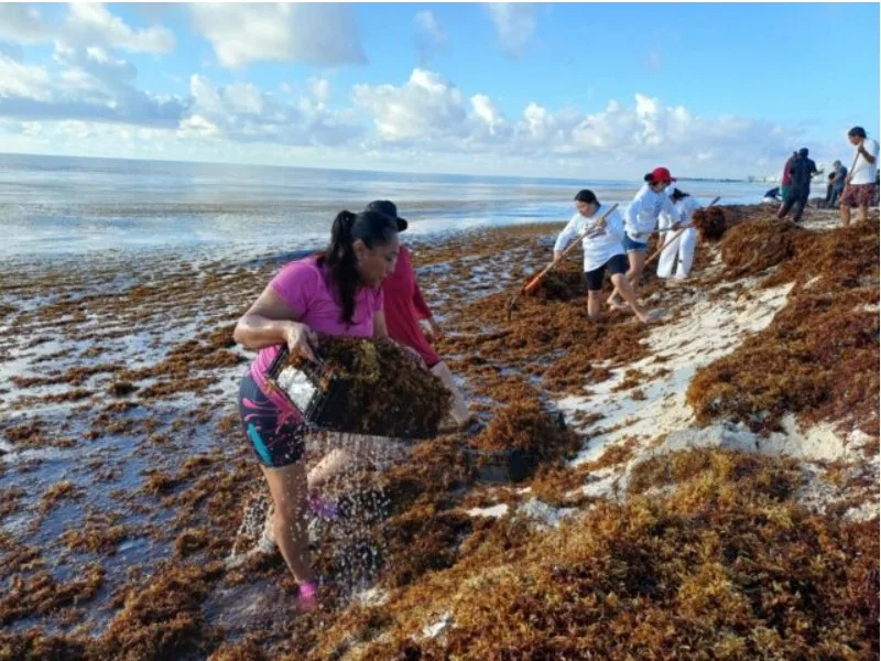 Urgen coordinación y recursos para controlar el aumento de sargazo en Quintana Roo