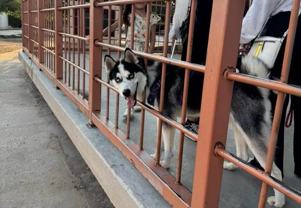 Jornadas gratuitas de esterilización para mascotas abrirán este fin de semana en dos puntos de la ciudad